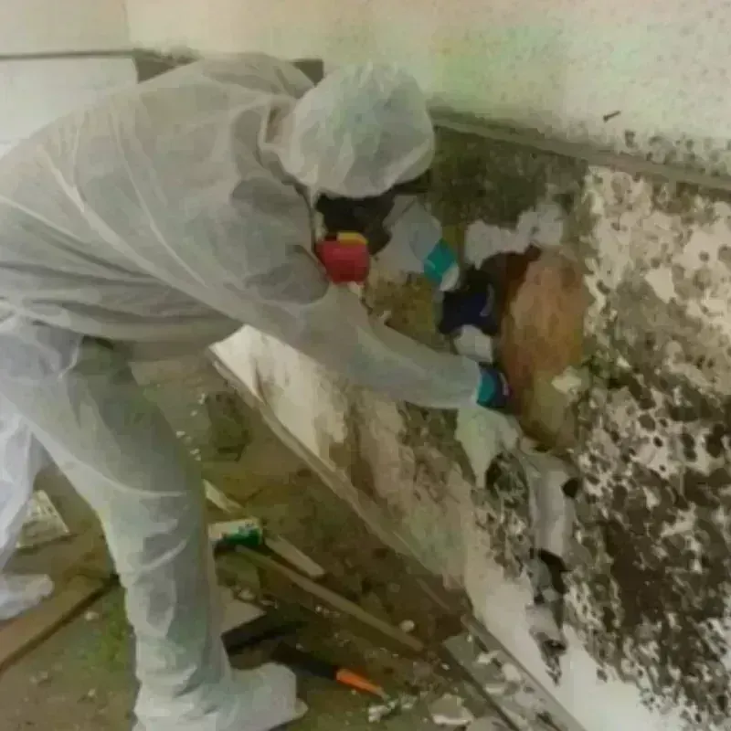 Mold Remediation and Removal in Covington, WA